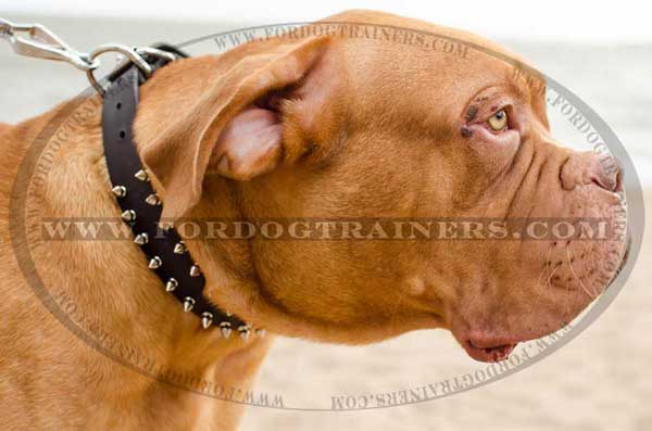 Leather dog collar with spiked for Dogue-de-Bordeaux
