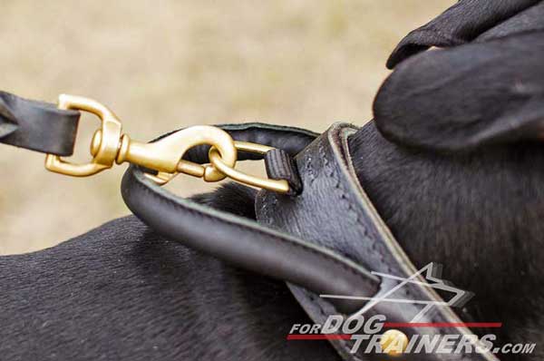 Shiny brass fittings and durable D-ring for leash attachment