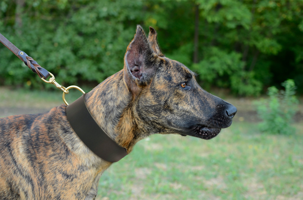 Universal Walking Dog Collar on Great Dane