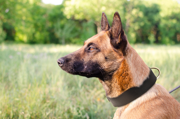 Wide Leather Dog Collar on Malinois