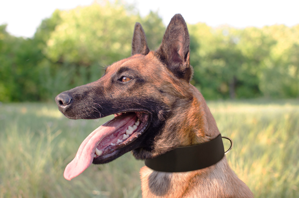 Training Dog Collar on Malinois