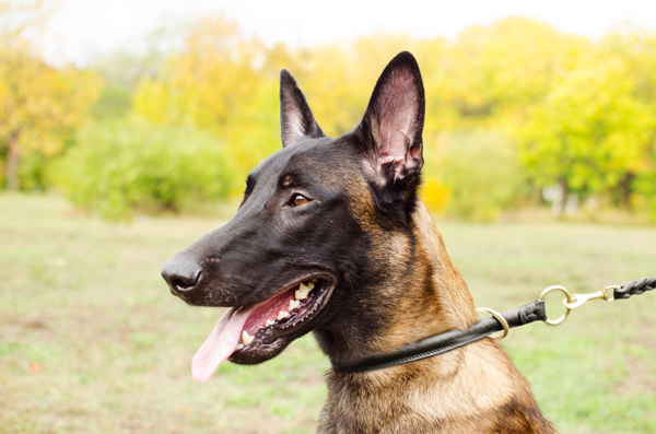 Training Round Leather Dog Collar