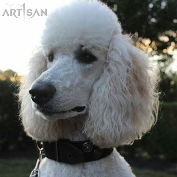 Walking Poodle Collar of Natural Brown Leather for Ellie