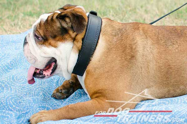 Dog Collar for Agitation Training of English Bulldog