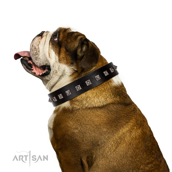 Walking top-notch quality walking leather English Bulldog collar