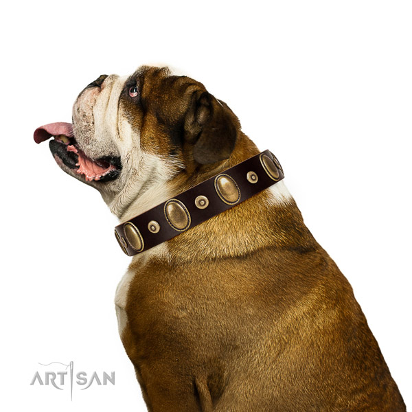 Natural Leather English Bulldog Collar with Incredible Adornments