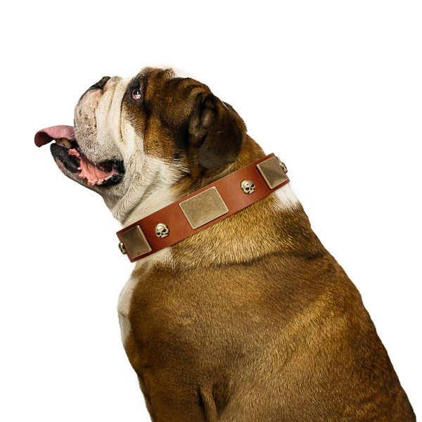 Deluxe Tan English Bulldog Collar with Marvelous Decorations