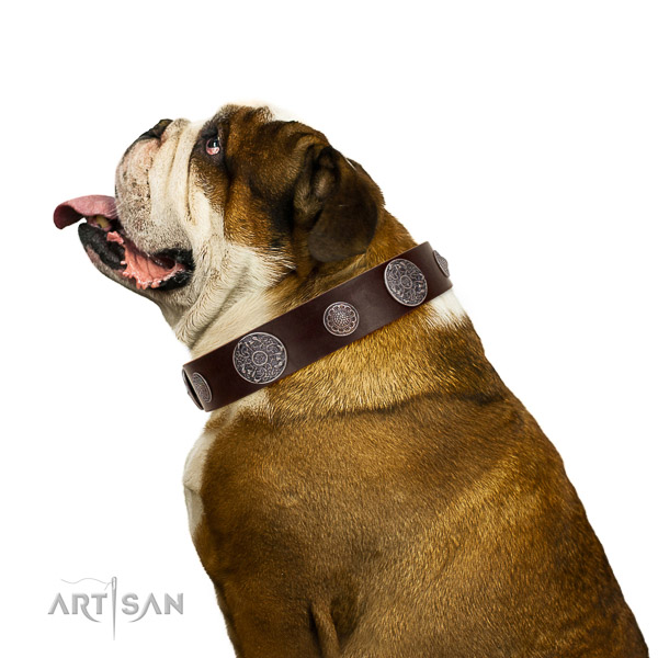 Brown genuine leather English Bulldog collar