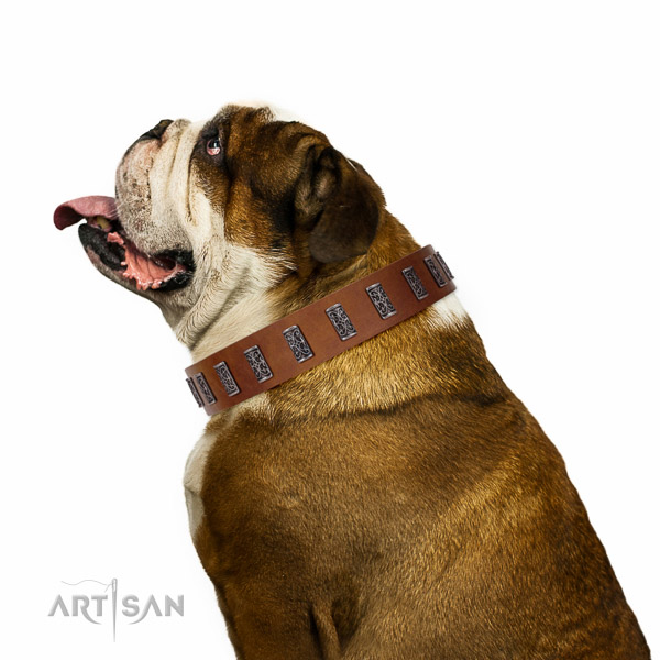Walking top-notch quality walking leather English Bulldog collar