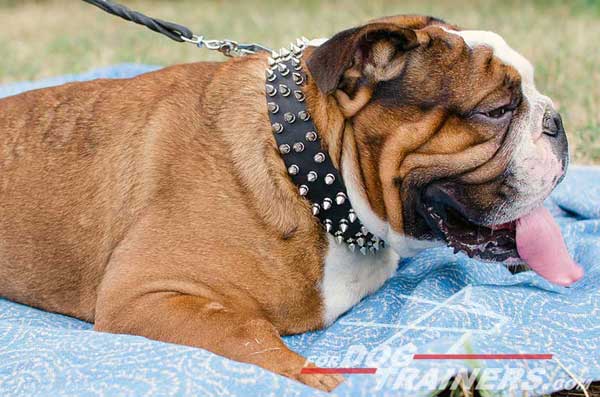 Designer Leather English Bulldog Collar