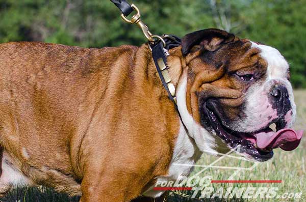 Leather Handcrafted English Bulldog Collar Brass Plates