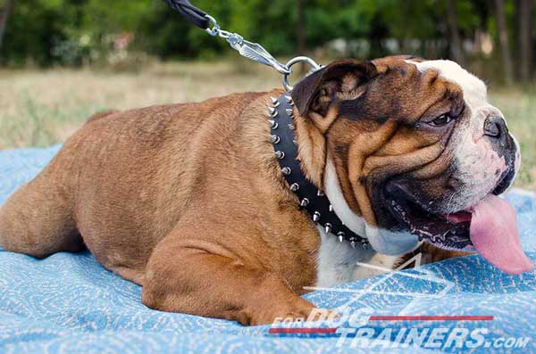 Leather English Bulldog Collar for walking