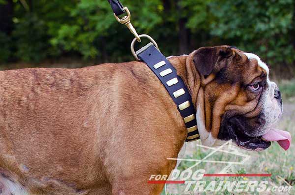 Walking English Bulldog Collar Leather Brass Plated Strap