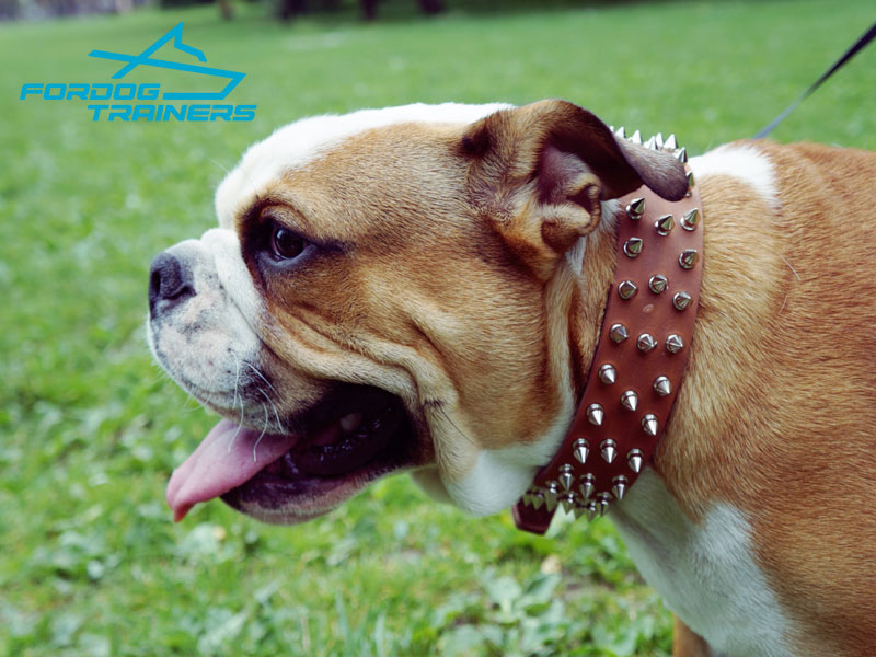 Shop Spiked Dog Collar for Bulldogs S44 Exclusive