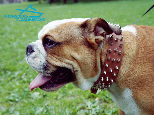 Spiked Leather English Bulldog Collar 