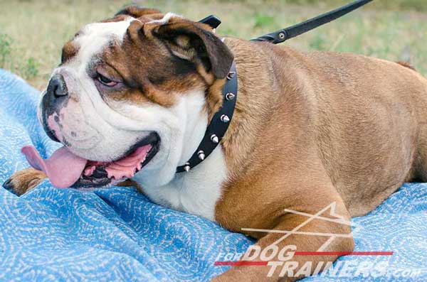 Leather English Bulldog Collar for walking