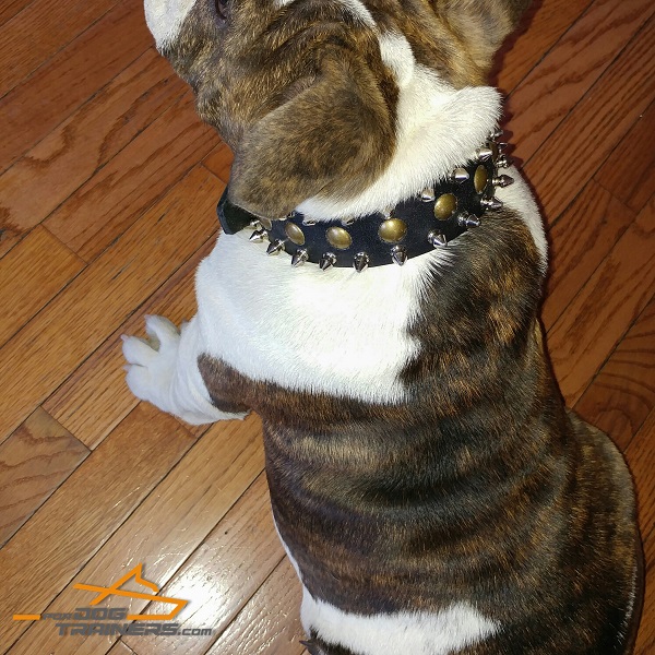 English Bulldog Wearing Beautiful Leather Collar with Chic Decorations