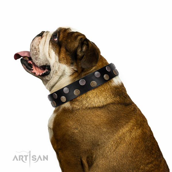 Extraordinary walking black leather English Bulldog collar with chic decorations