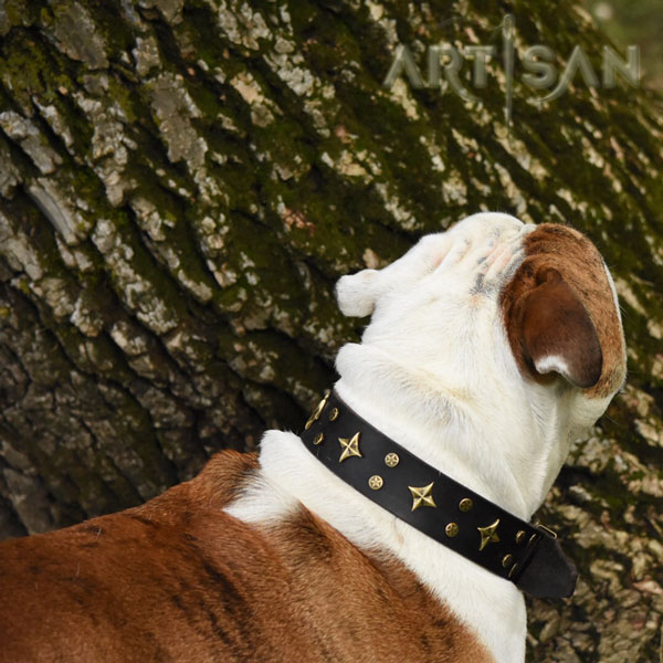 Best Quality Leather English Bulldog Collar for Dash Great Look