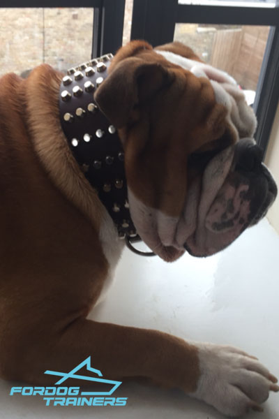 Extra Wide English Bulldog Leather Collar Spiked and Studded