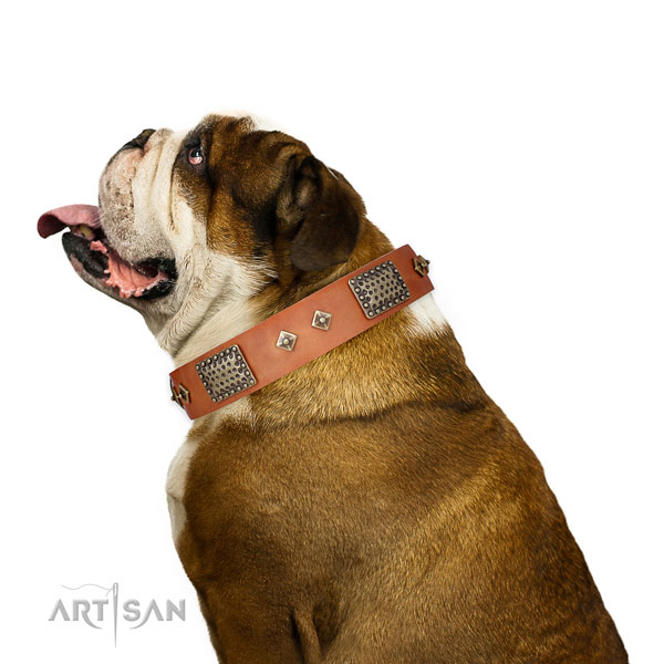 English Bulldog daily walking dog collar of fine quality genuine leather