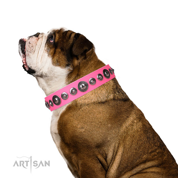English Bulldog stylish design natural genuine leather dog collar with adornments