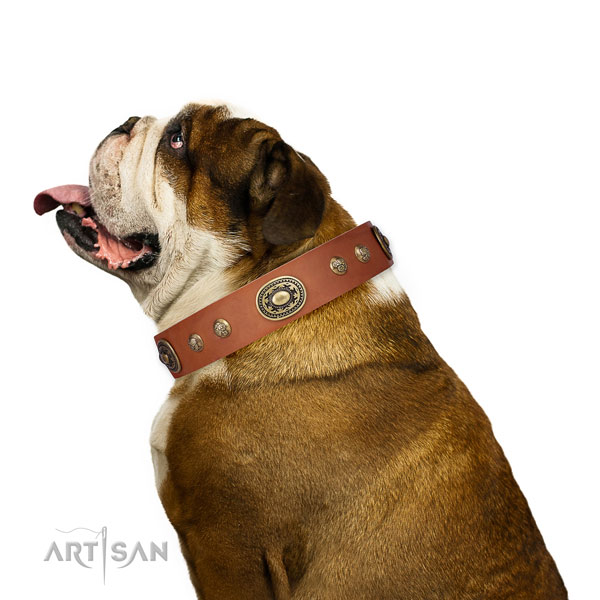 English Bulldog daily walking dog collar of incredible quality leather