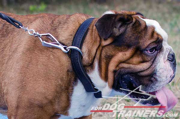 Multifunctional Leather Choke English Bulldog Collar