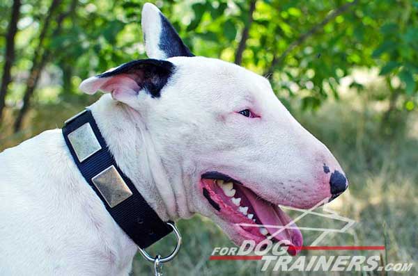 Dog Collar for Bull Terrier