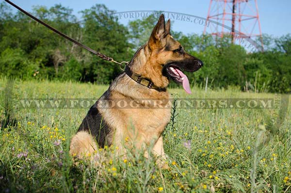 Wide Leather German Shepherd Collar