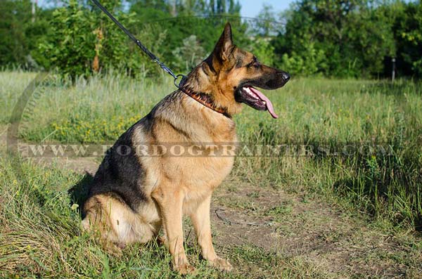 Leather Painted German Shepherd Collar Flames Image