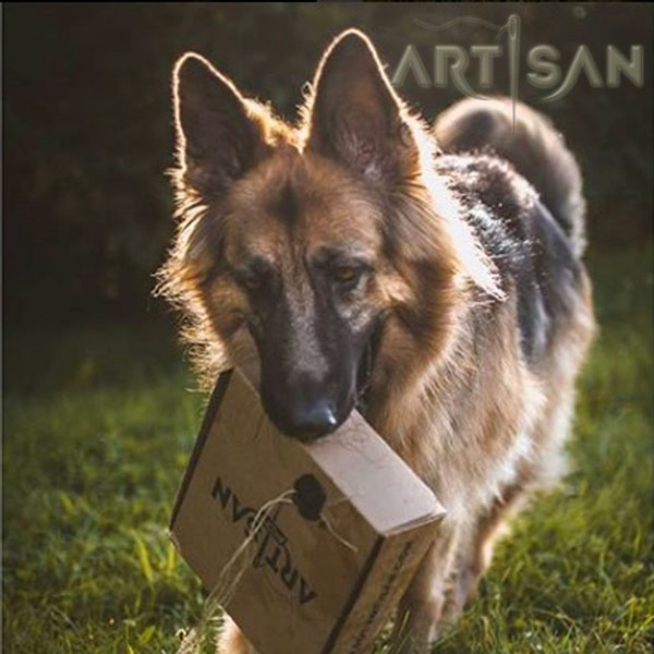 Tan German Shepherd Collar Packed in Special Gift Box