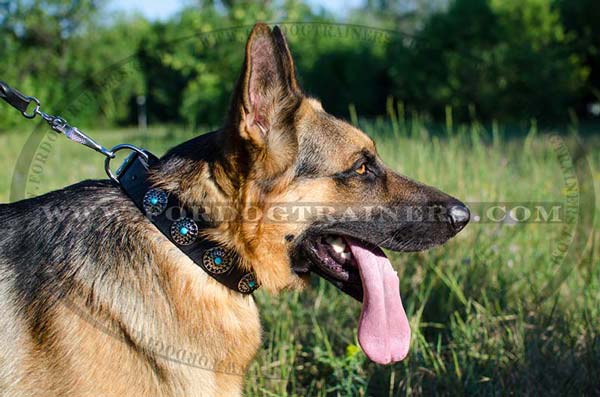 Buy Beautiful Leather Dog Collar Decorated with Blue Stones