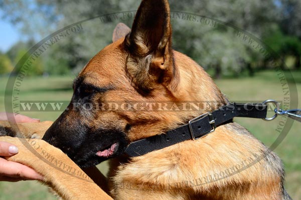 German Shepherd wearing Leather Choke Dog Collar