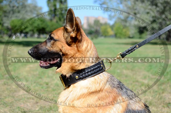German Shepherd wearing Braided Leather Dog Collar