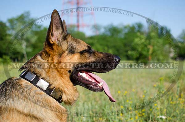 Collar with plates for German Shepherd