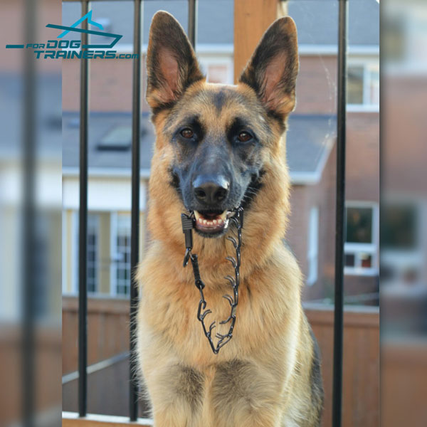 Stainless steel pinch collar for German Shepherd