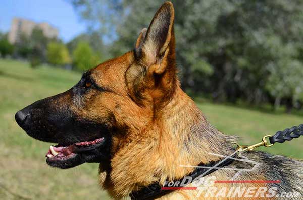 Braided Dog Collar Leather for German Shepherd Walking