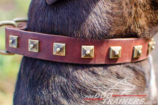 Brass Studs on Leather Pitbull Collar 