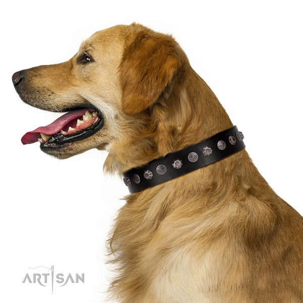Extraordinary walking black leather Golden Retriever collar with chic decorations