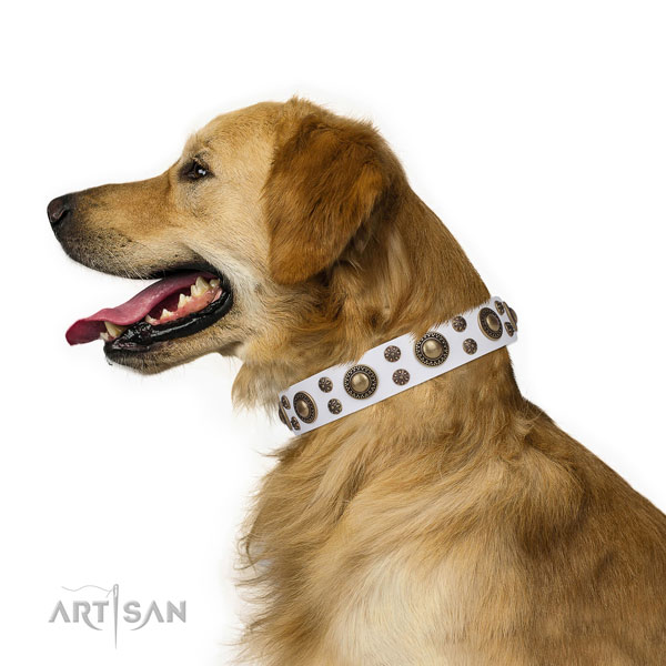 Golden Retriever fine quality full grain natural leather dog collar with adornments