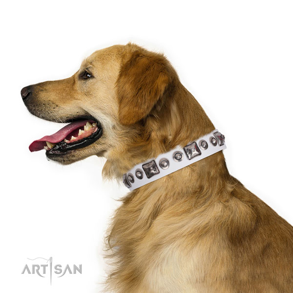 Golden Retriever amazing full grain genuine leather dog collar with studs