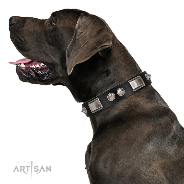 Extraordinary walking black leather Great Dane collar with chic decorations