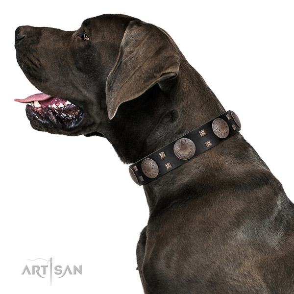 Extraordinary walking leather Great Dane collar