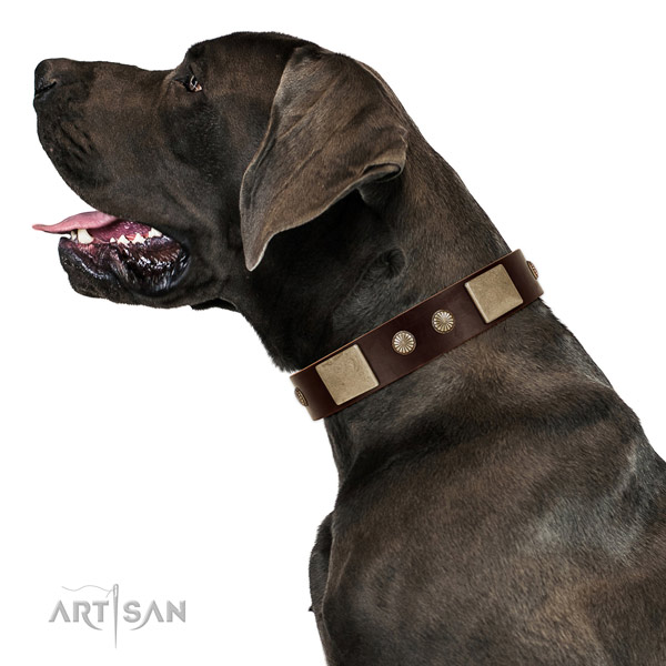 Fancy Walking Leather great Dane Collar