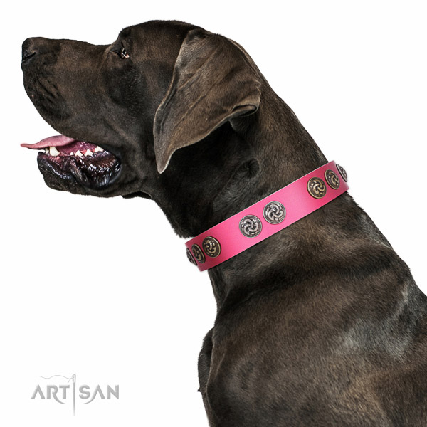 Extraordinary walking pink leather Labrador collar with chic decorations