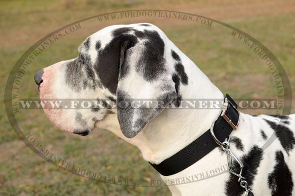 Great Dane wearing Nylon Dog Collar