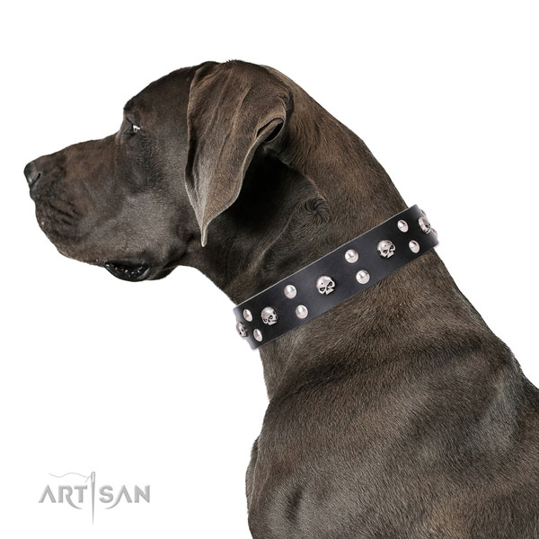 Great Dane designer full grain natural leather dog collar with studs