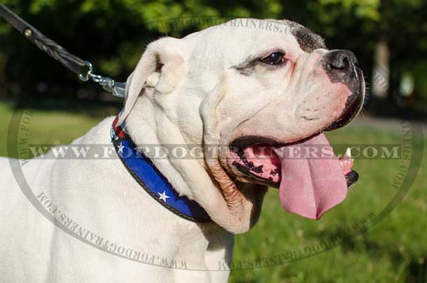 American Bulldog Collar for Walking