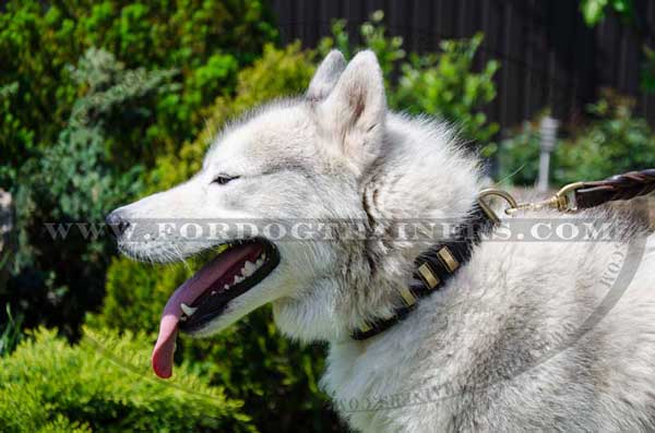 Siberian Husky Leather Collar with Brass Plates Walking Dog Gear
